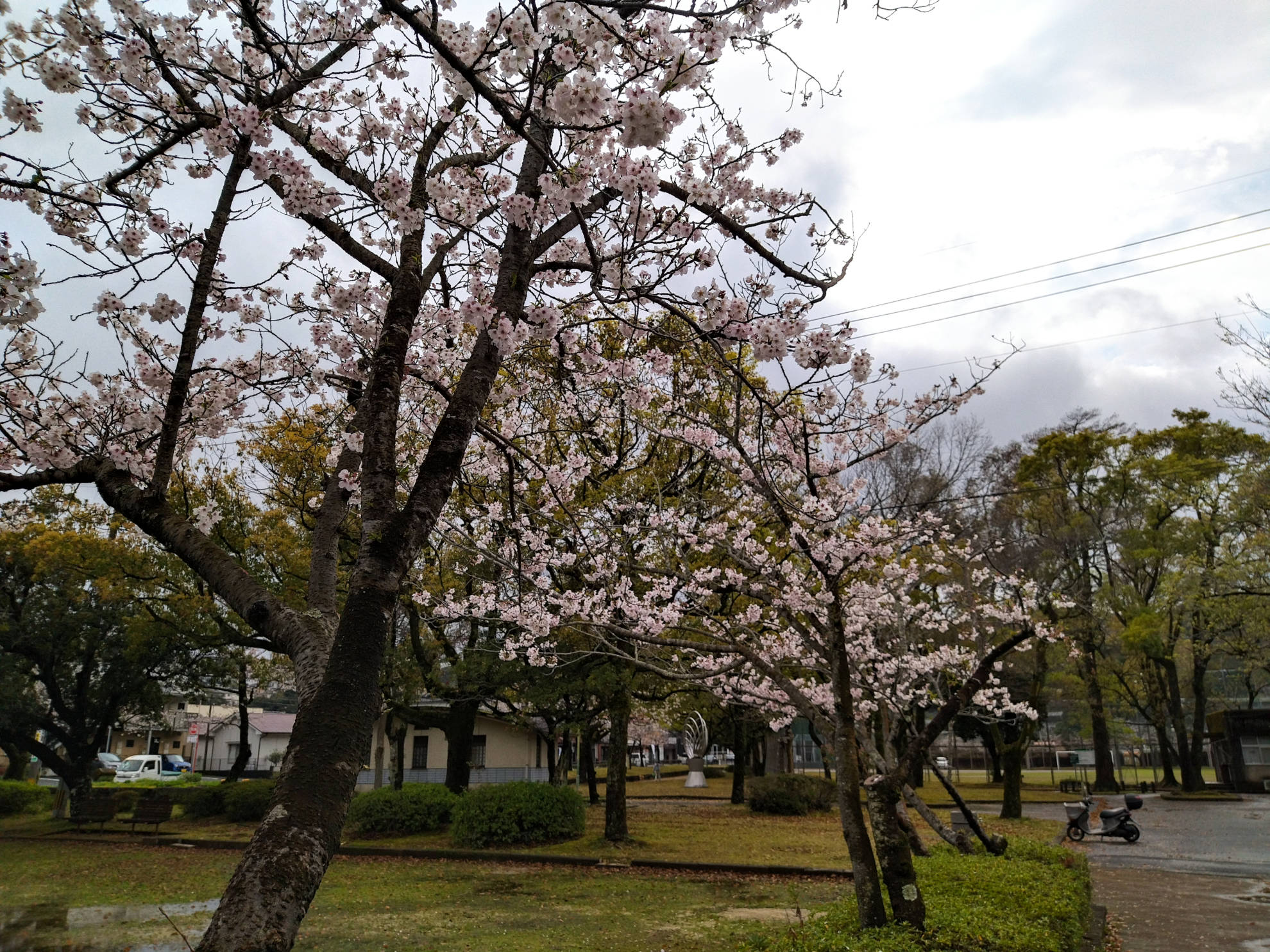桜の開花はあっという間
